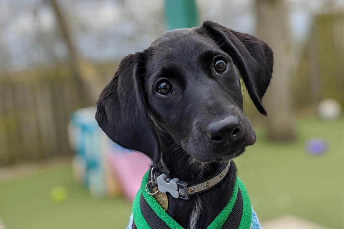 Canine Behavior Transformation Services Arizona for Lasting Results